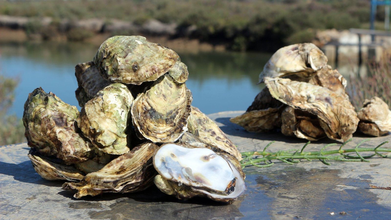 Ostras francesas (izquierda) y ostiones de Estero Natural