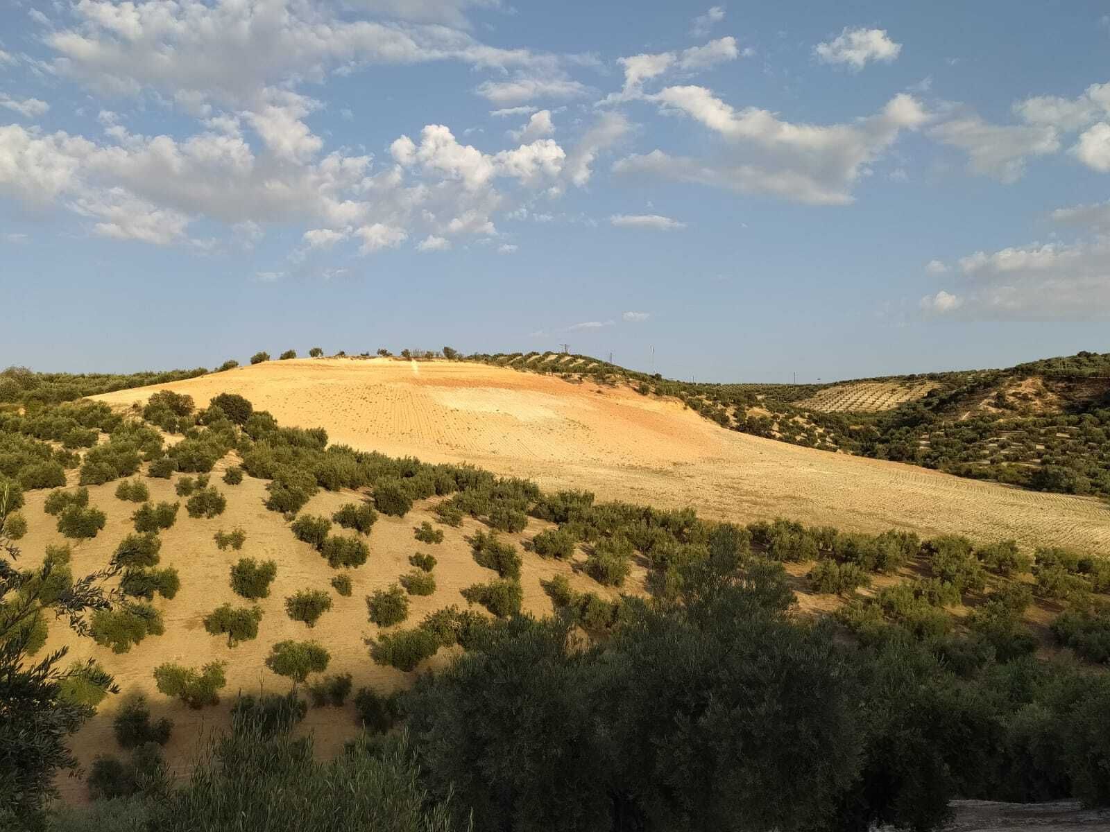 Paisaje de olivar en Almedinilla, con zonas erosionadas y sin vegatación.