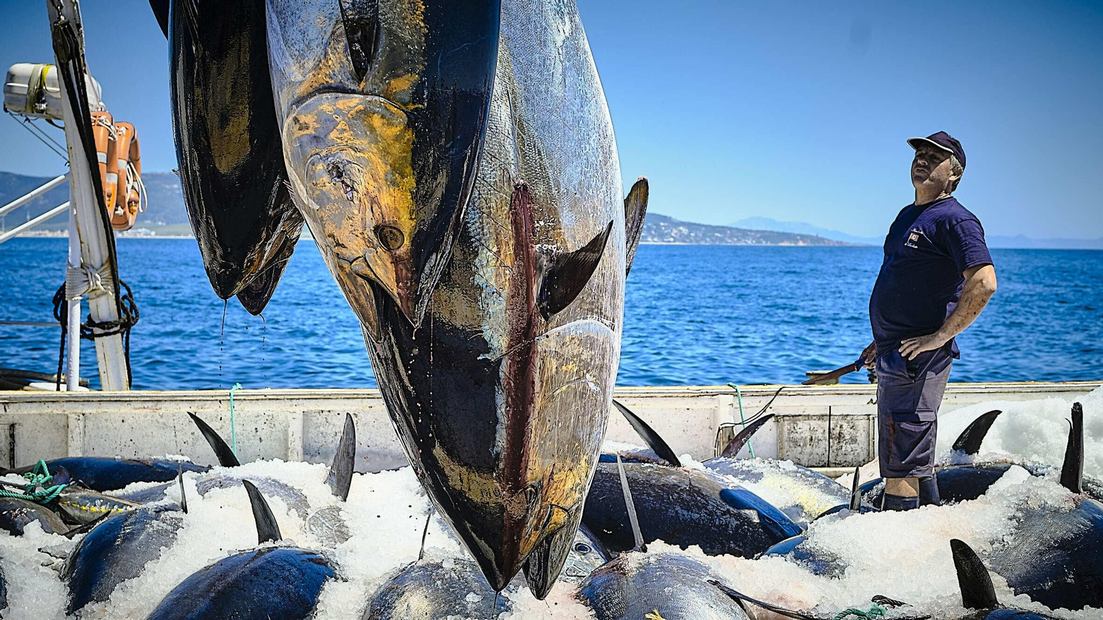 Almadraba de Barbate. Imágenes de la primera 'levantá' de atunes.