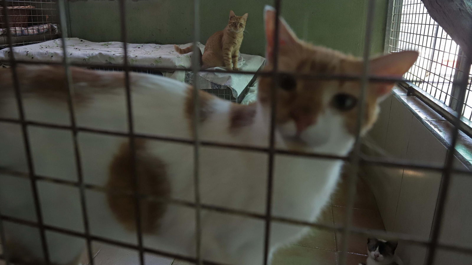 Fotos de la Protectora de Animales y Plantas de Algeciras