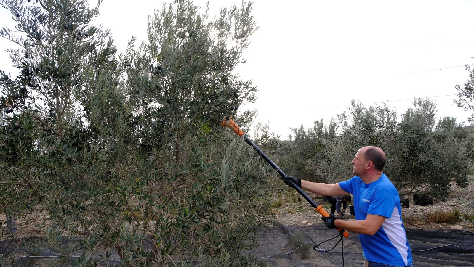 Trabajos de recolección de la aceituna