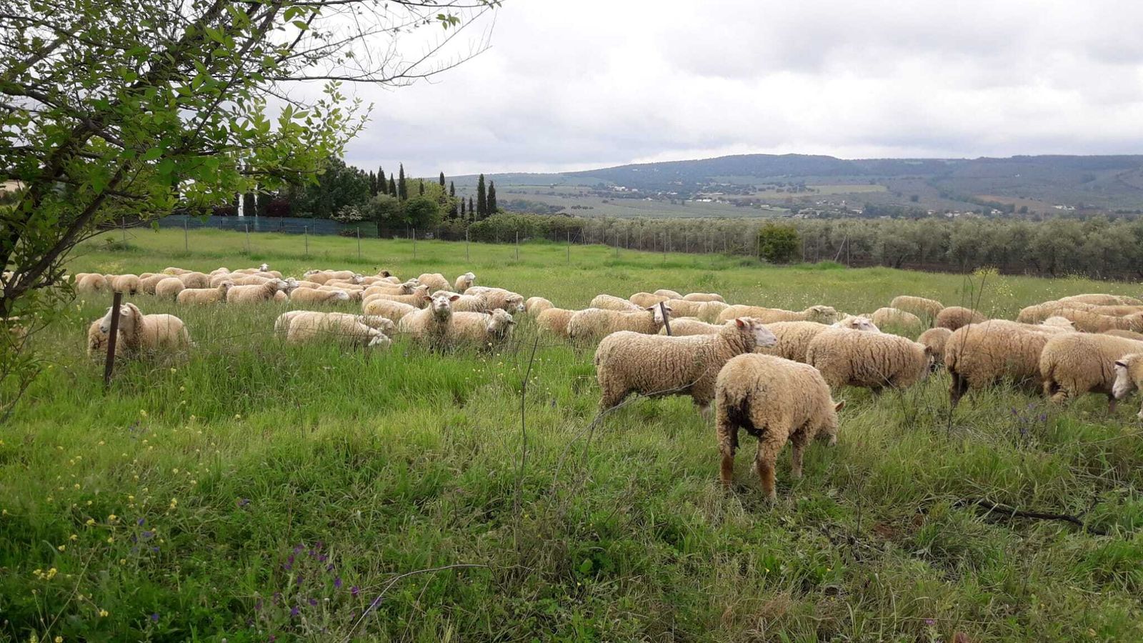 Ovejas en los alrededores de Setenil de las Bodegas.