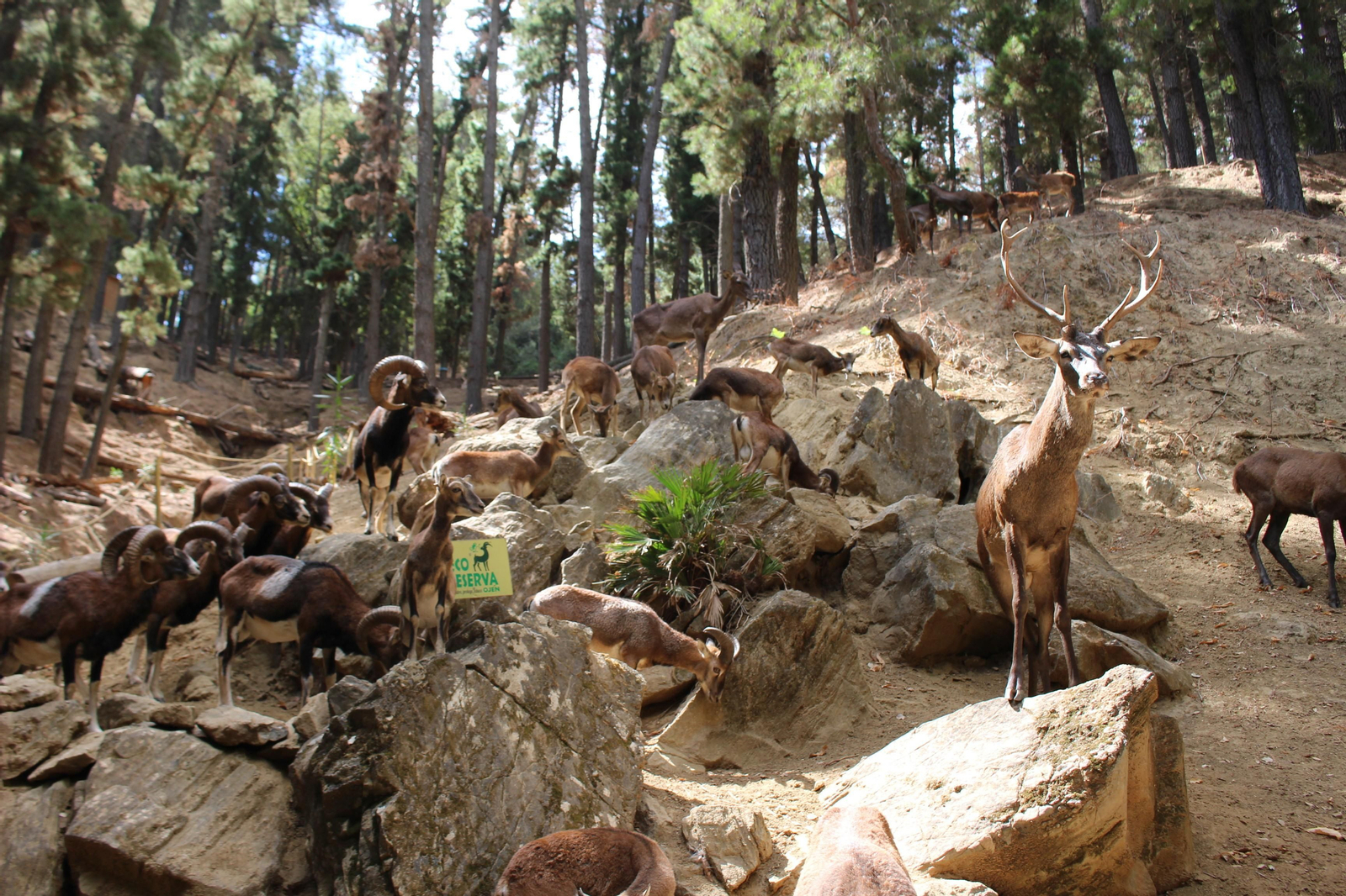 Varios animales que conforman la fauna de la Eco reserva de Ojén.