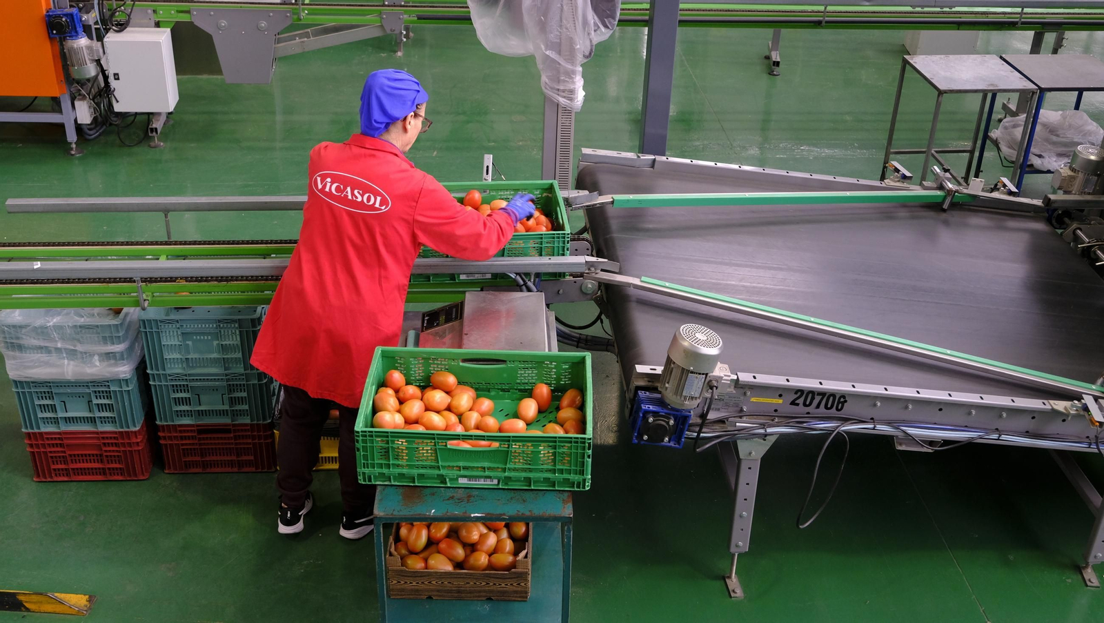 Tomates del campo almeriense para los lineales de los supermercados, en imágenes