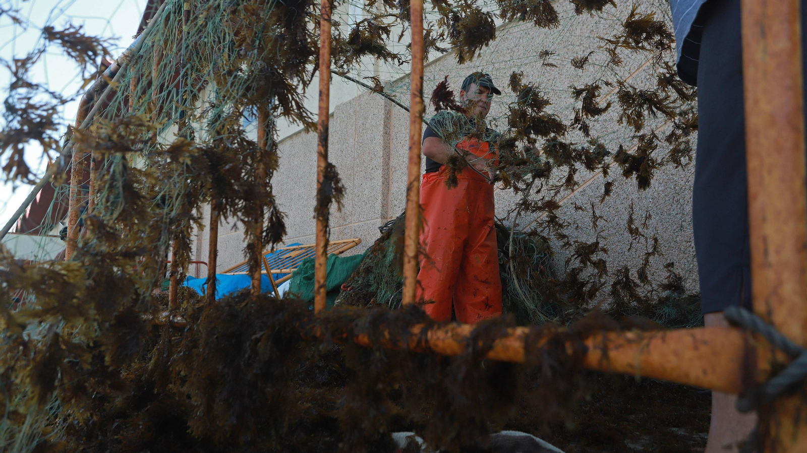 El alga invasora ahoga la pesca en Algeciras