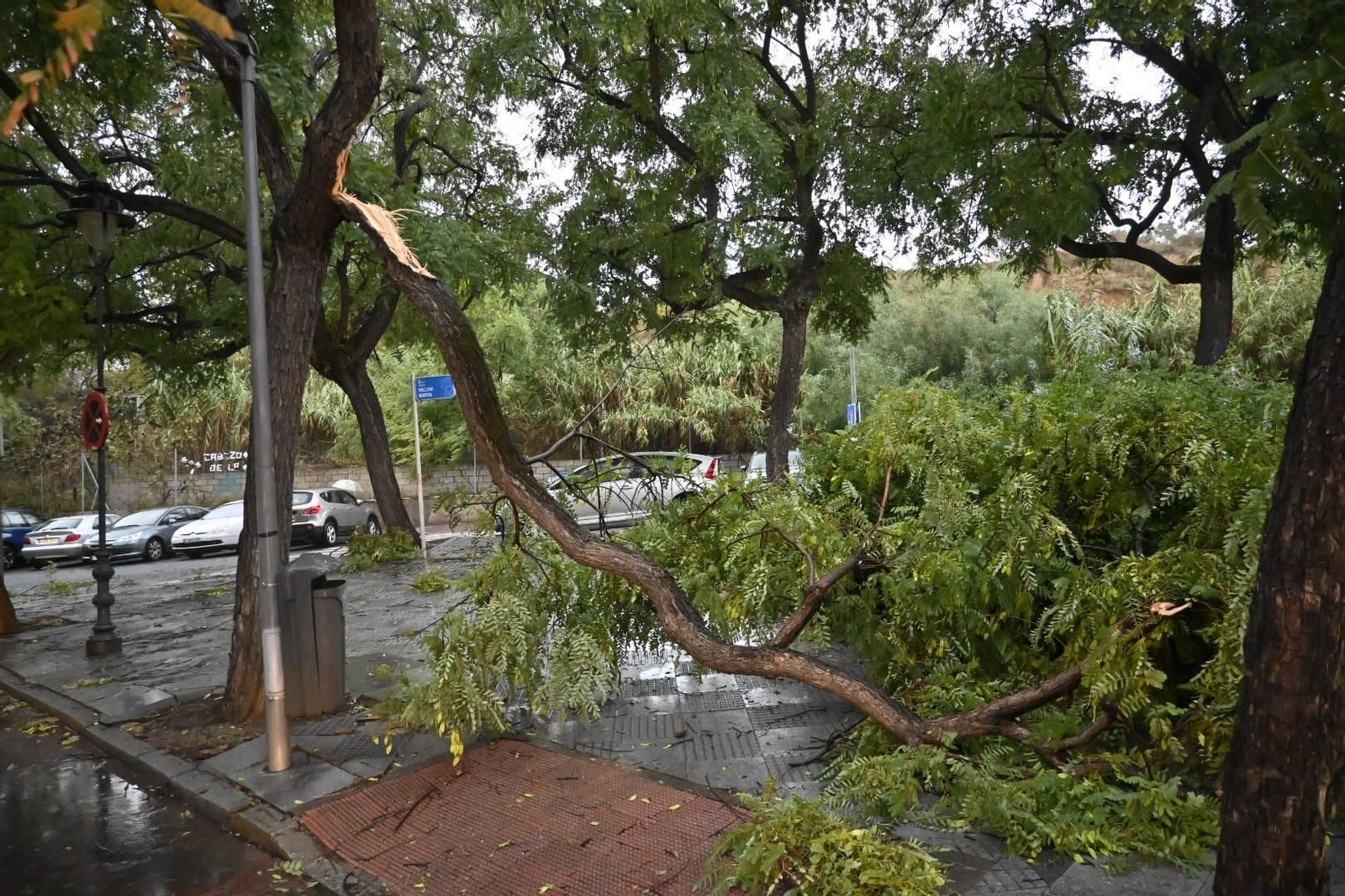 Rama de árbol arrancada por el viento.