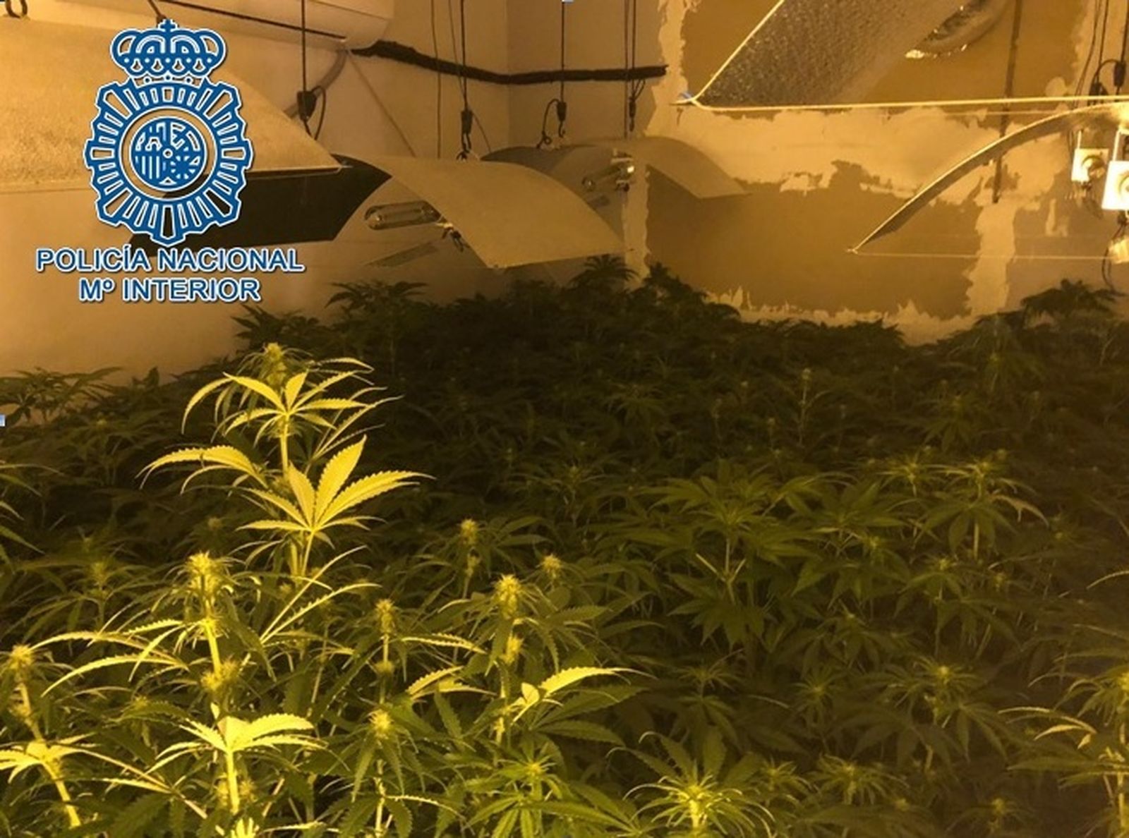 La plantación intervenida por la Policía Nacional en Las Vegas.