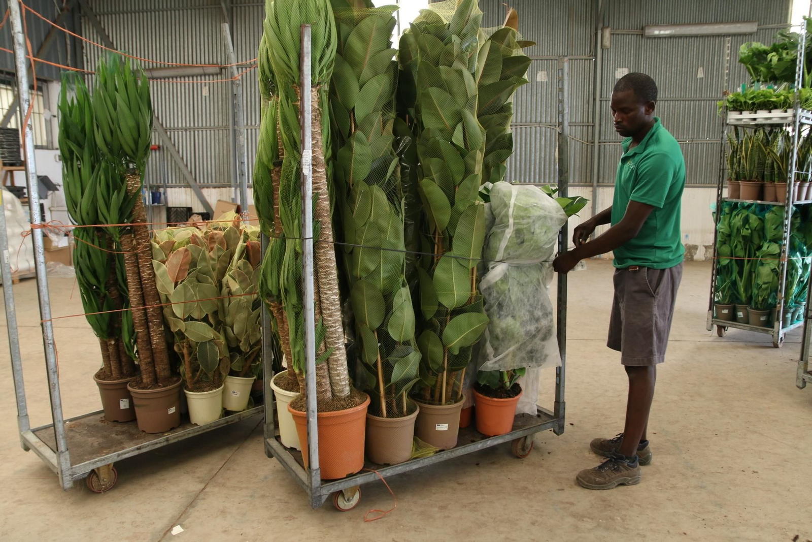 Imágenes de la venta de planta planta ornamental y flor cortada de Vícar