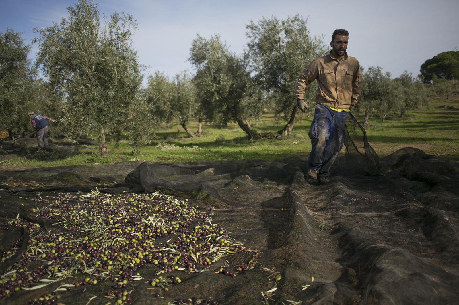 Un agricultor durante la recogida de aceituna.