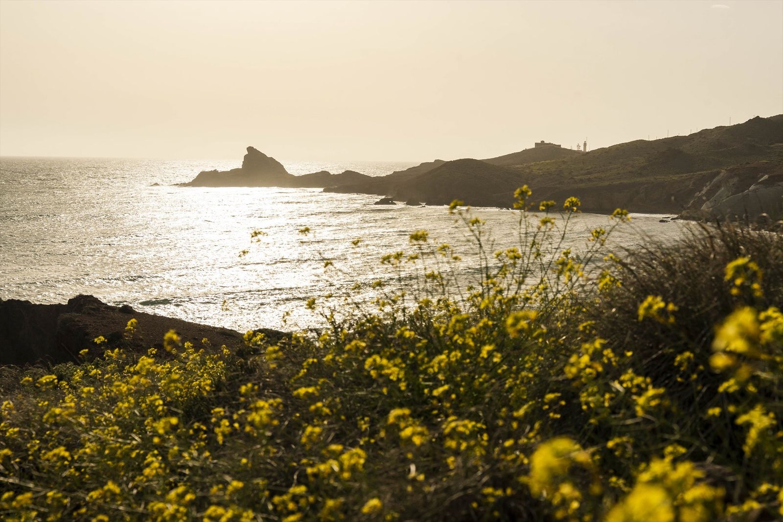 Explosión de vida en el Parque Natural Cabo de Gata, así florece tras un invierno lluvioso