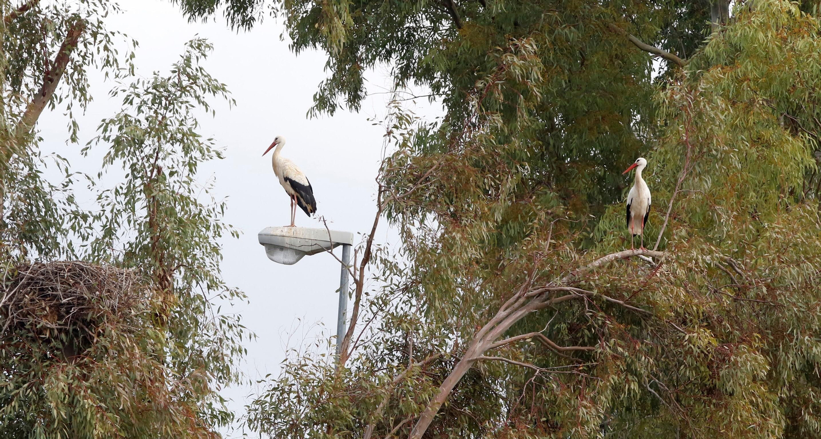 Córdoba, hogar de las cigüeñas también en invierno