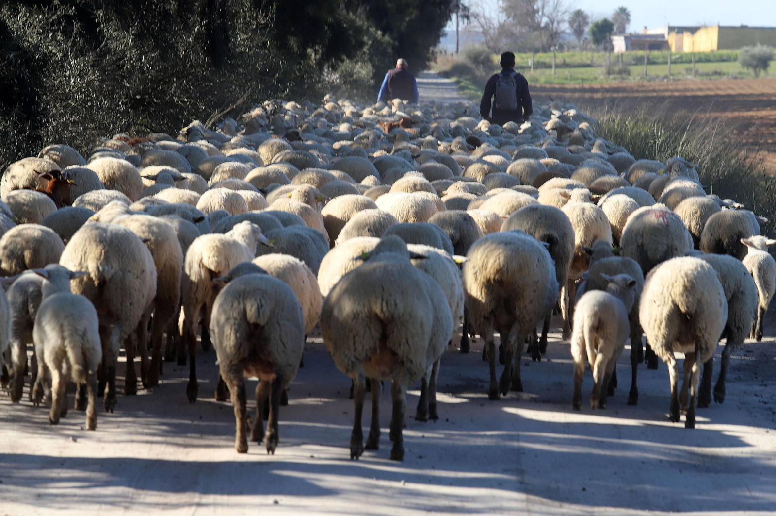 Imágenes del pastoreo de ovejas en Almonte