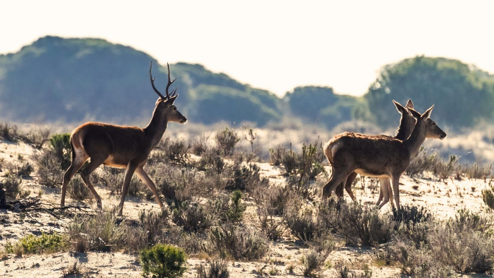 Este paisaje de Huelva, uno de los más bonitos de España para disfrutar los colores de la primavera