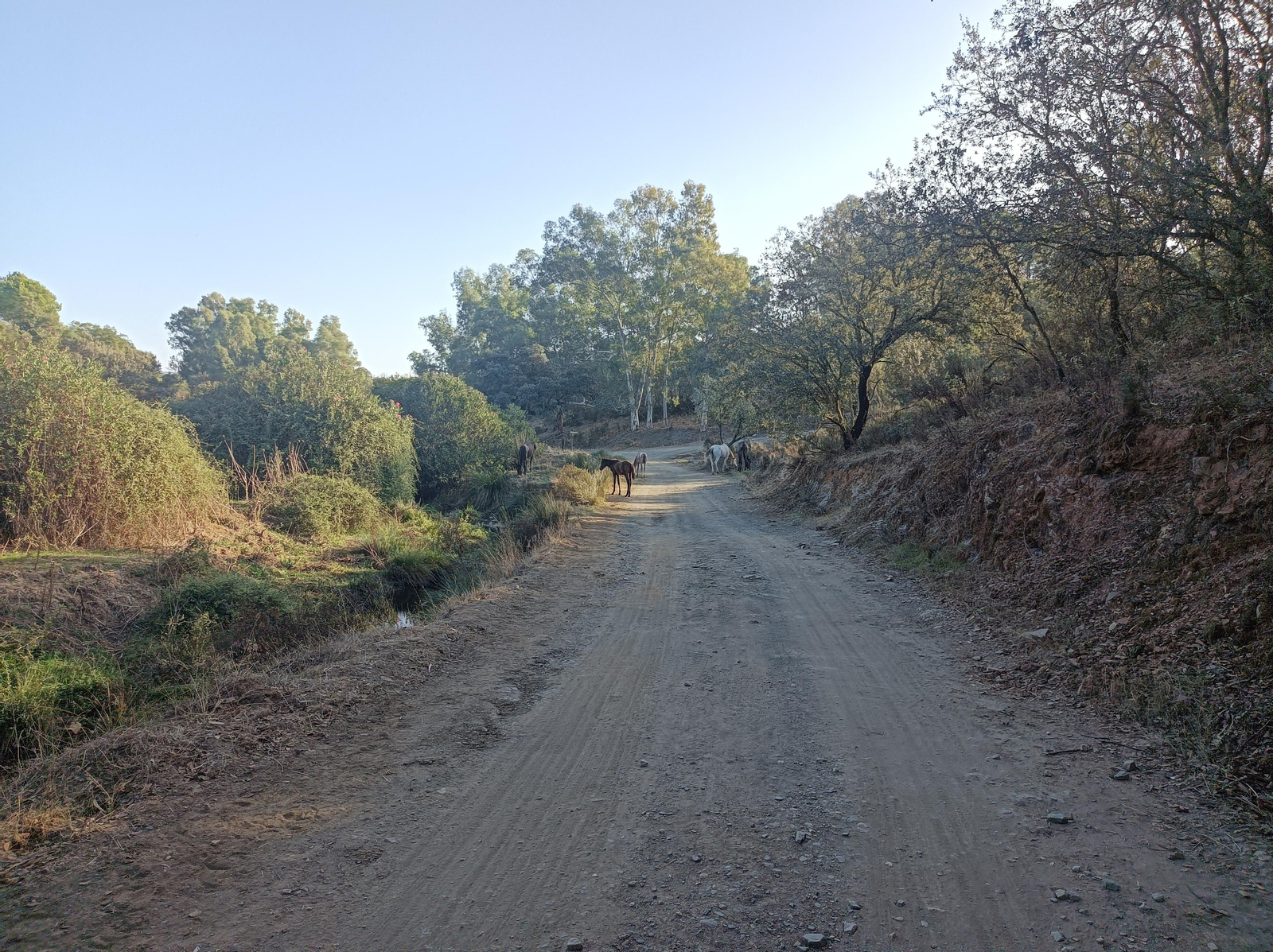 Fotos de la ruta de Los Brezales-Umbría de Santa Fe en el Ronquillo