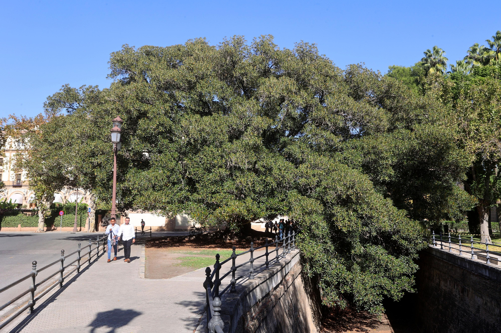 Los árboles más singulares del nuevo catálogo de Sevilla