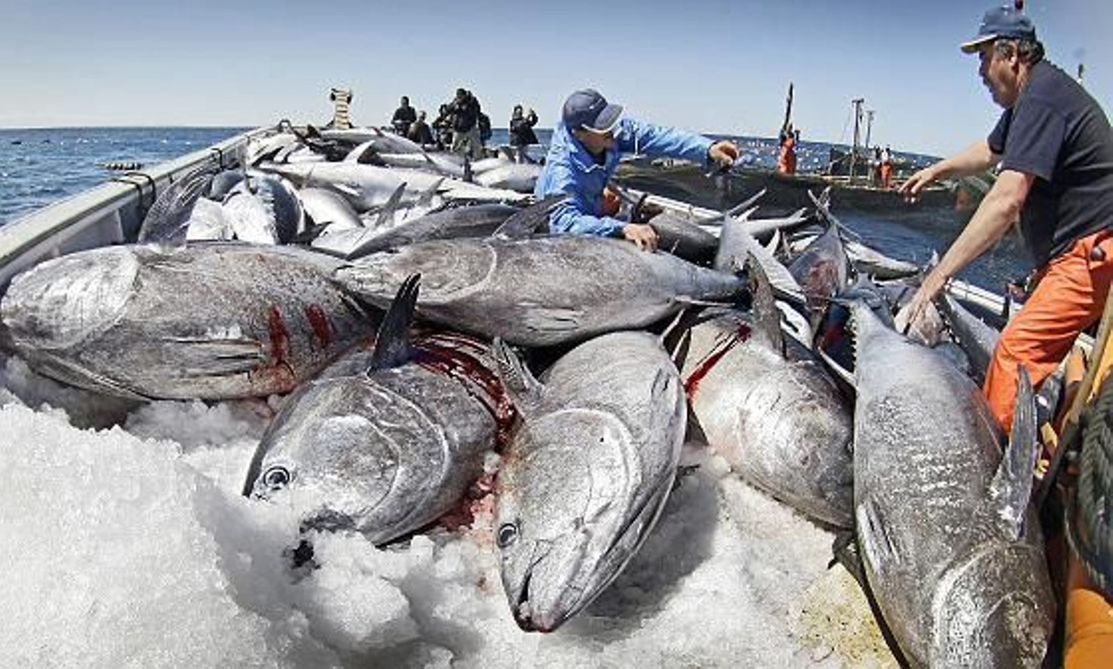 Cincuenta cocineros de elite asisten a la primera levantá en la almadraba de Barbate.

Foto: Julio Gonzalez