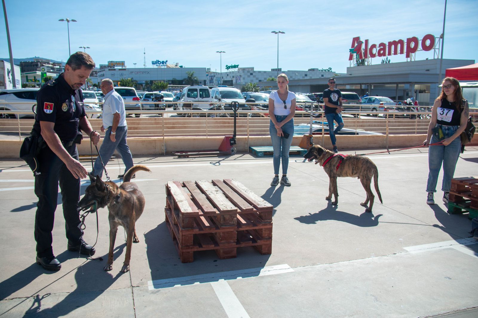 ¿Has estado en el primer desfile solidario de mascotas celebrado en Motril?