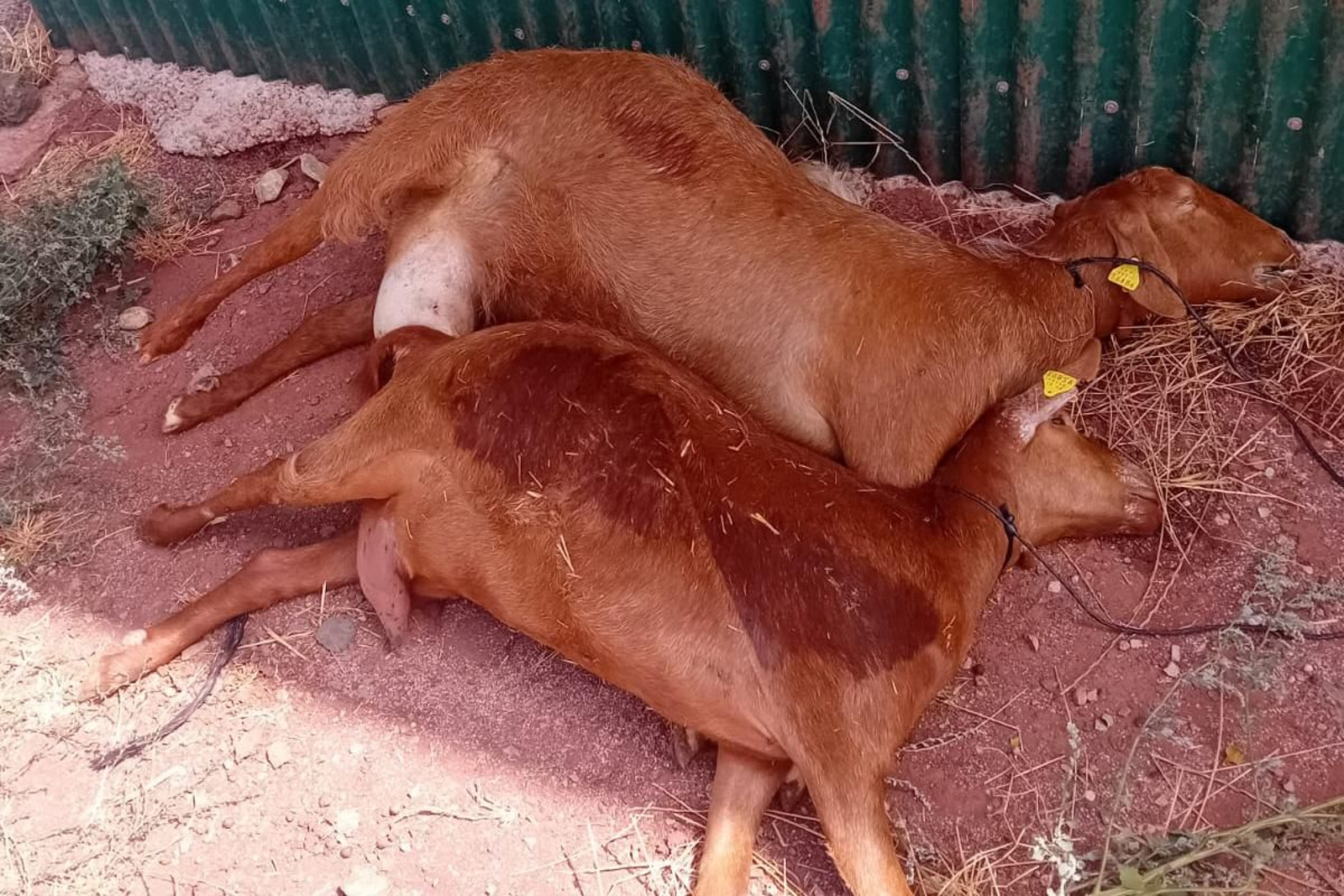Cabras sufriendo los efectos de la lengua azul.