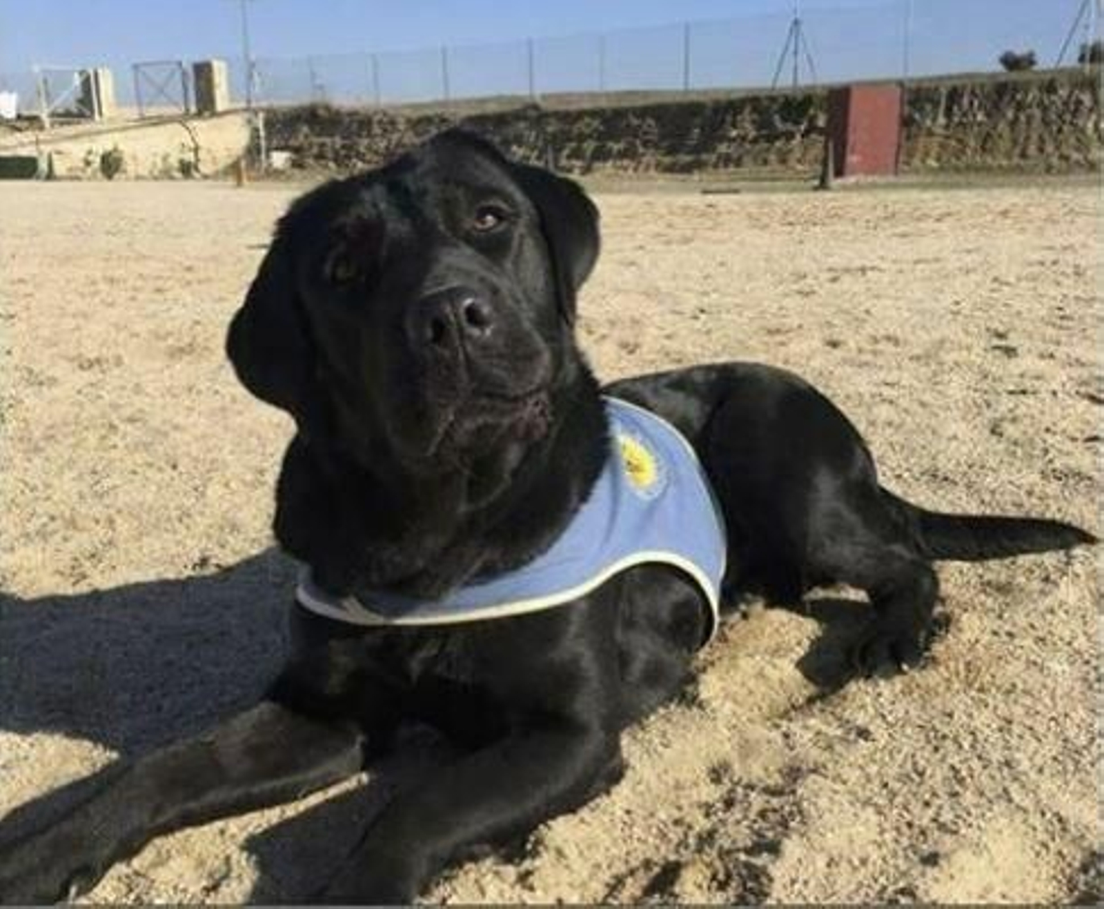 La perra 'Pocahontas'