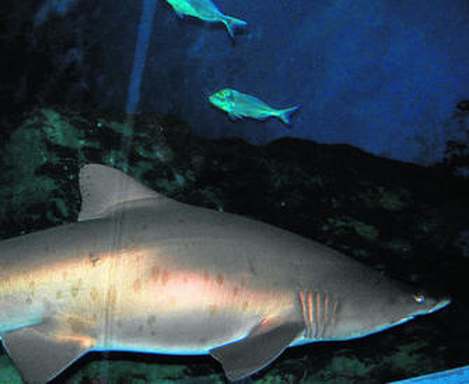 Uno de los ejemplares de escualos del acuario de Almuñécar.