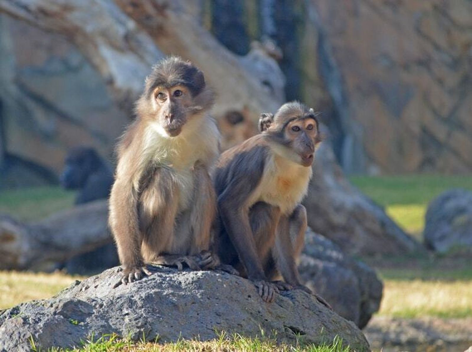 Nace un mangabey de coronilla blanca en peligro de extinción