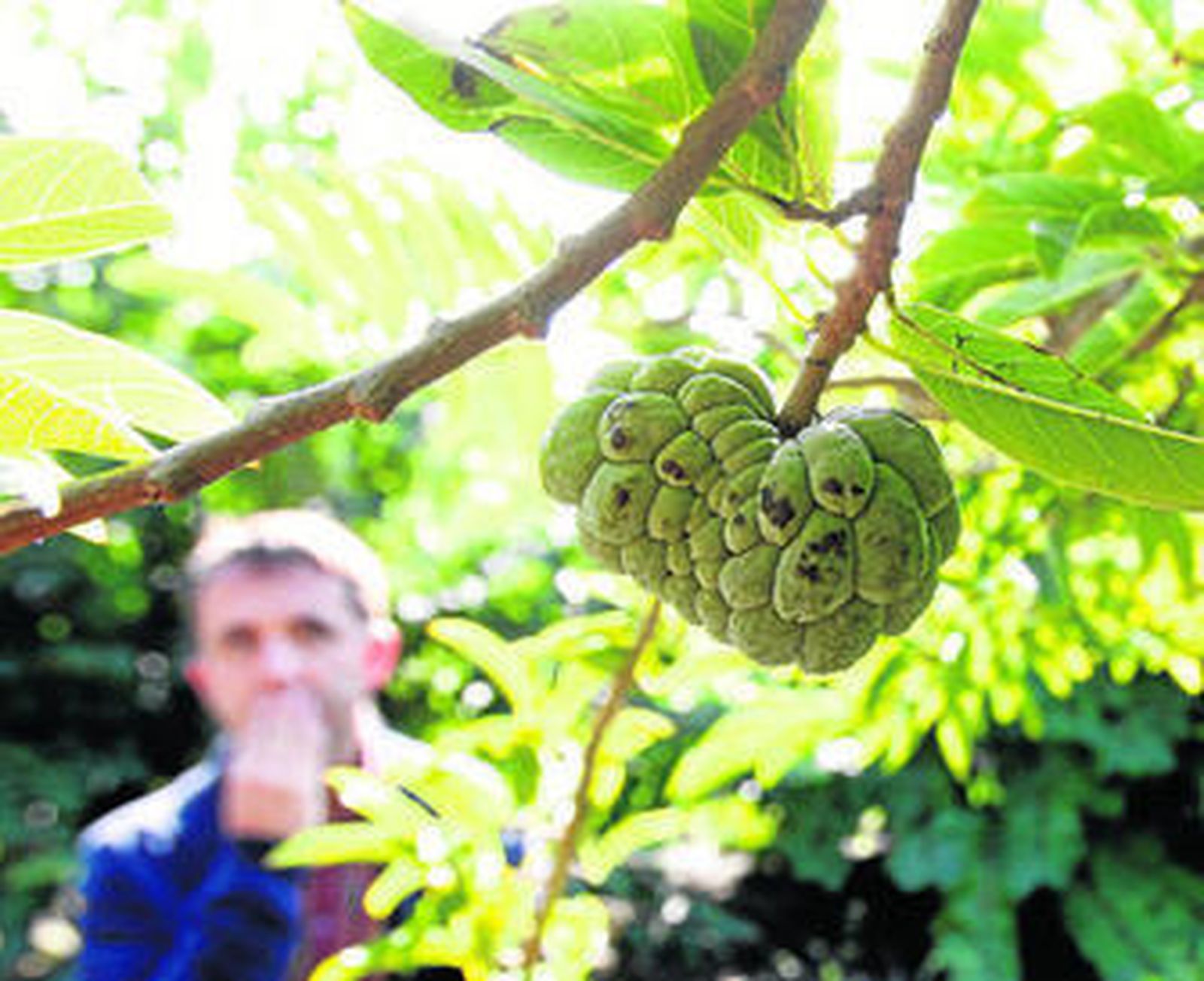 Sólo un 15% de la producción se exporta a países como Portugal, Reino Unido, Francia y Alemania.