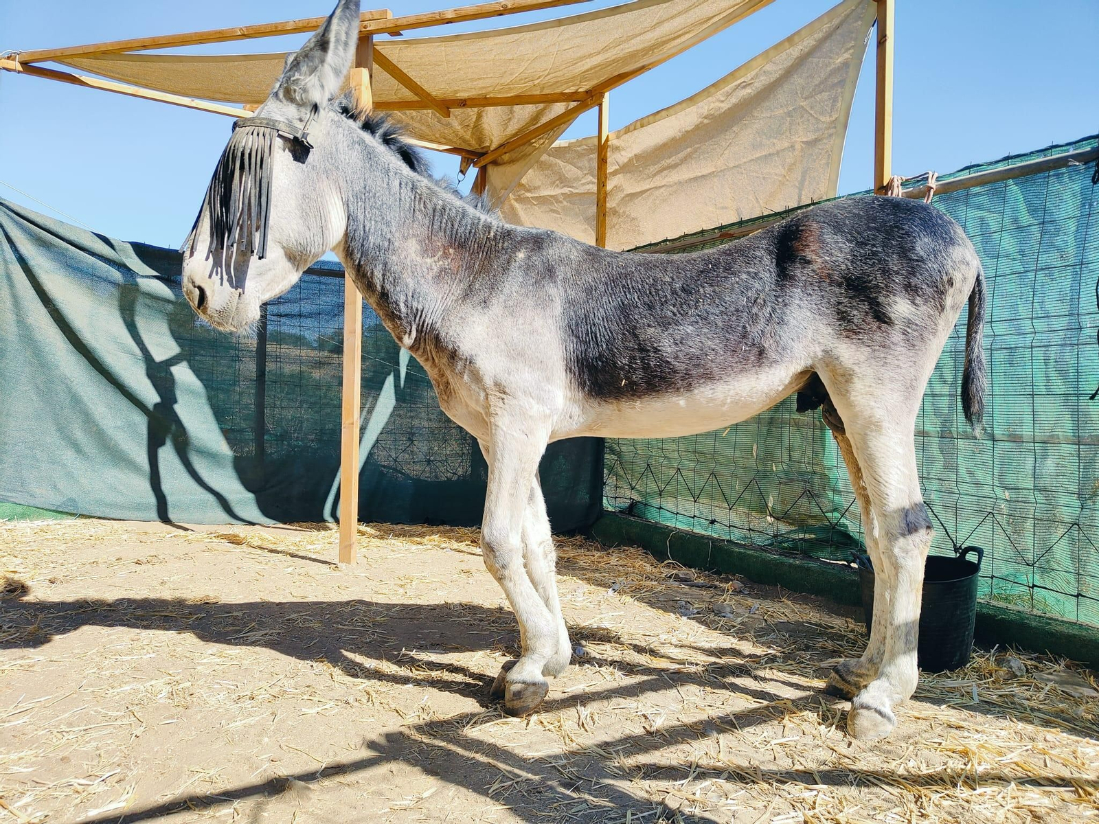Un burro-taxi rescatado en Mijas.