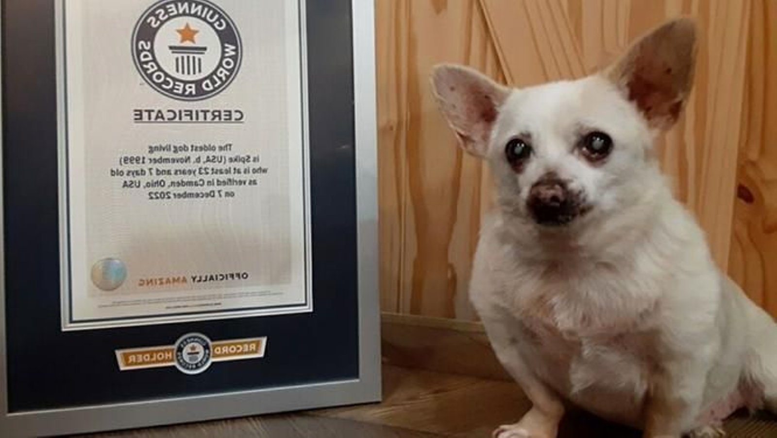 Spike se convierte en el nuevo perro más viejo del mundo según Guinness Records