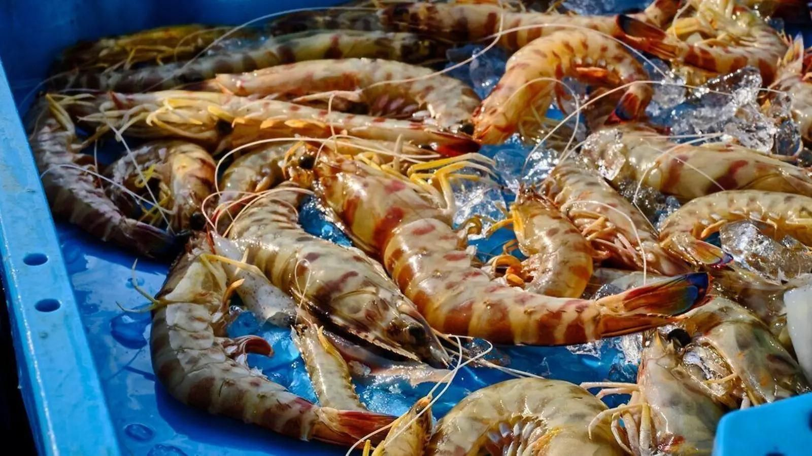 Langostino de Sanlúcar.