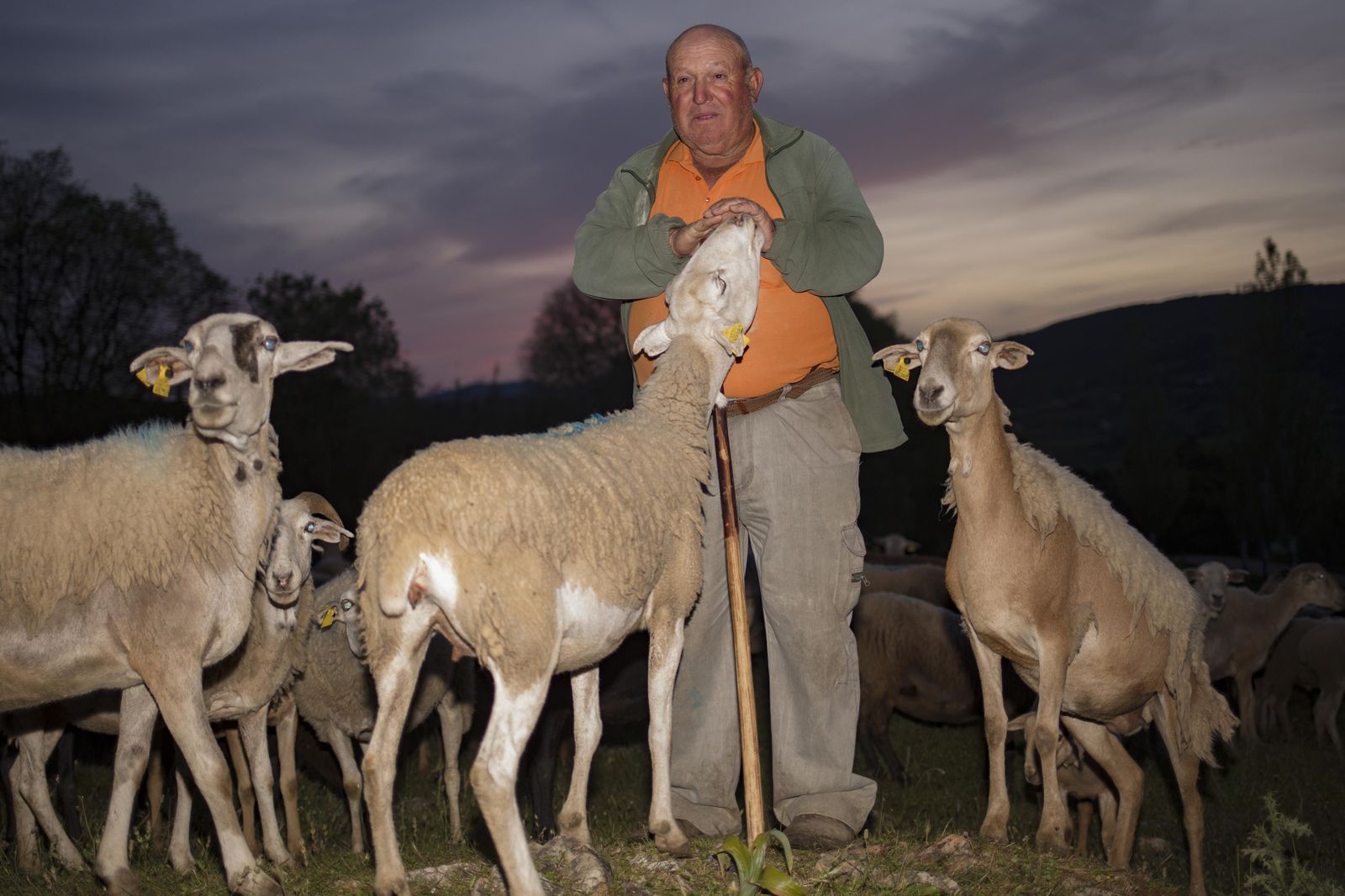 Ramón junto a su rebaño de ovejas en la Serranía de Ronda