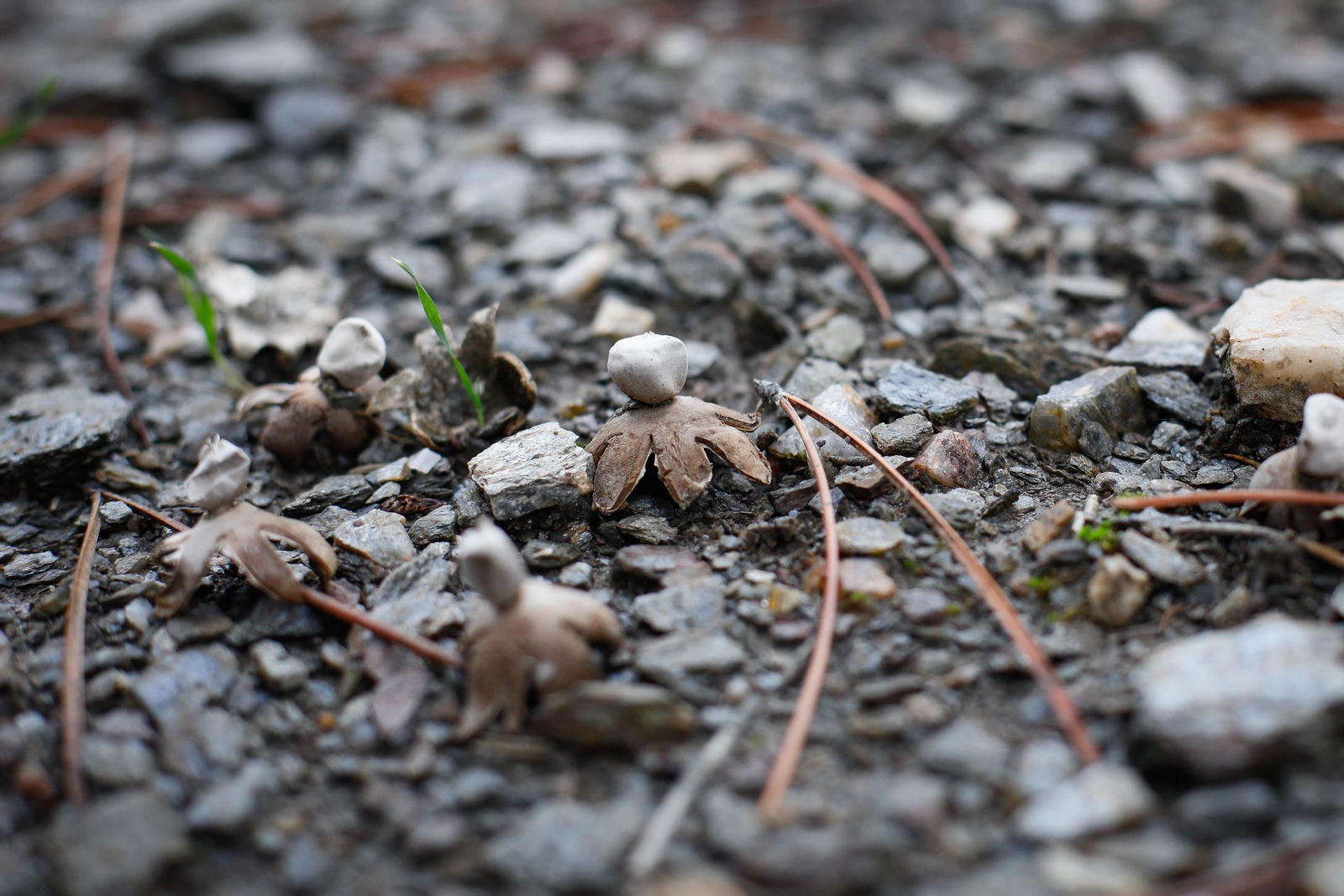 La ruta recolectora de setas en Abla por las XIX Jornadas Micológicas, en imágenes