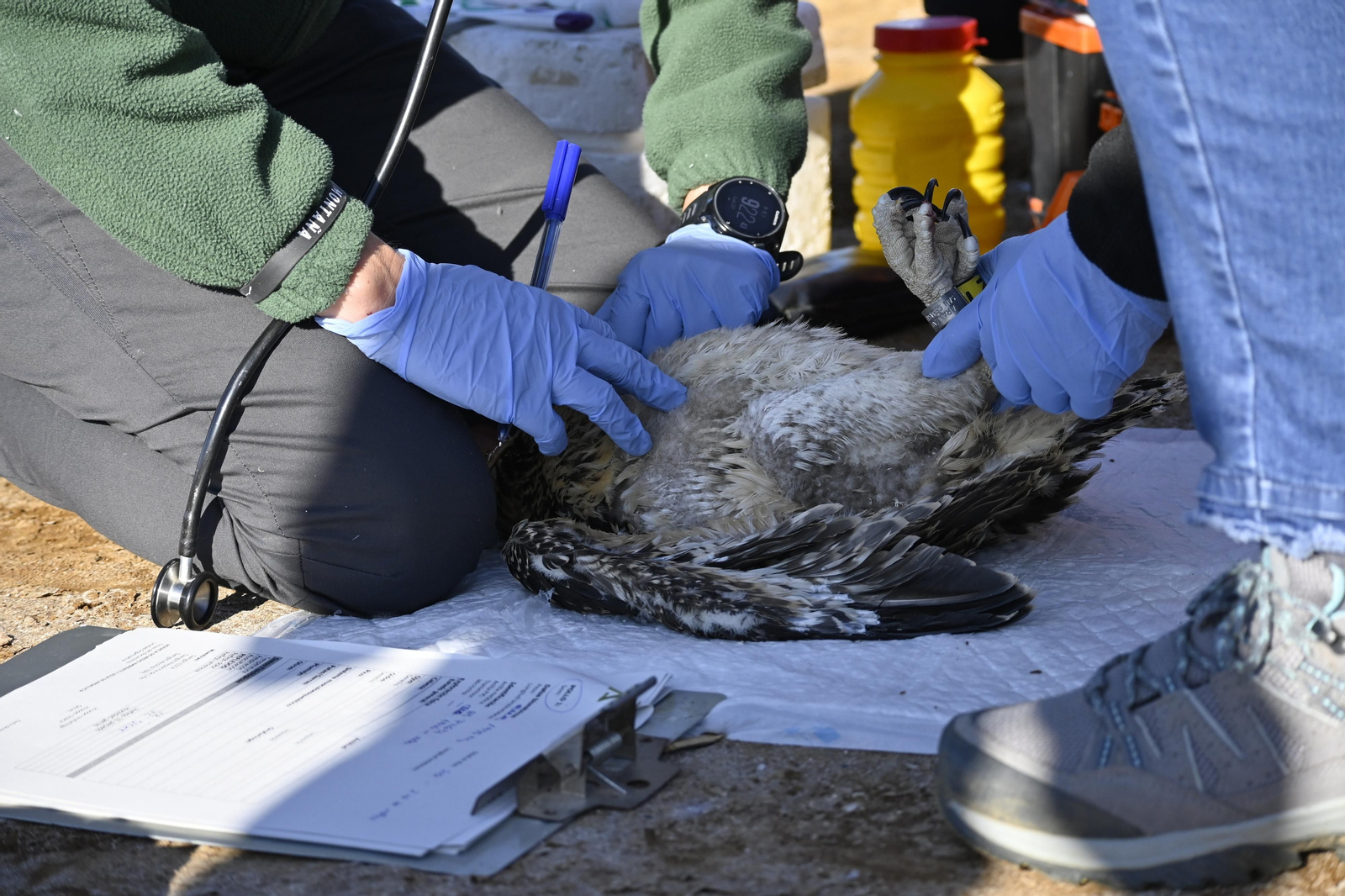 Anillamiento de tres pollos de águila pescadora nacidas en el Paraje Natural Marismas del Odiel