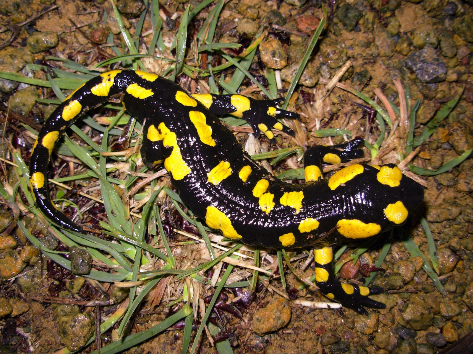 Los colores de la salamandra son un claro aviso de su toxicidad. Los colores de la salamandra son un claro aviso de su toxicidad.