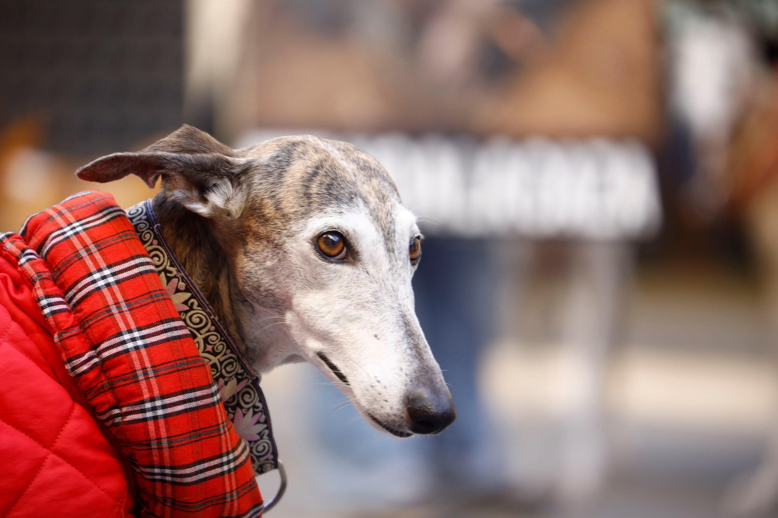 La protesta contra la caza en Córdoba, en imágenes