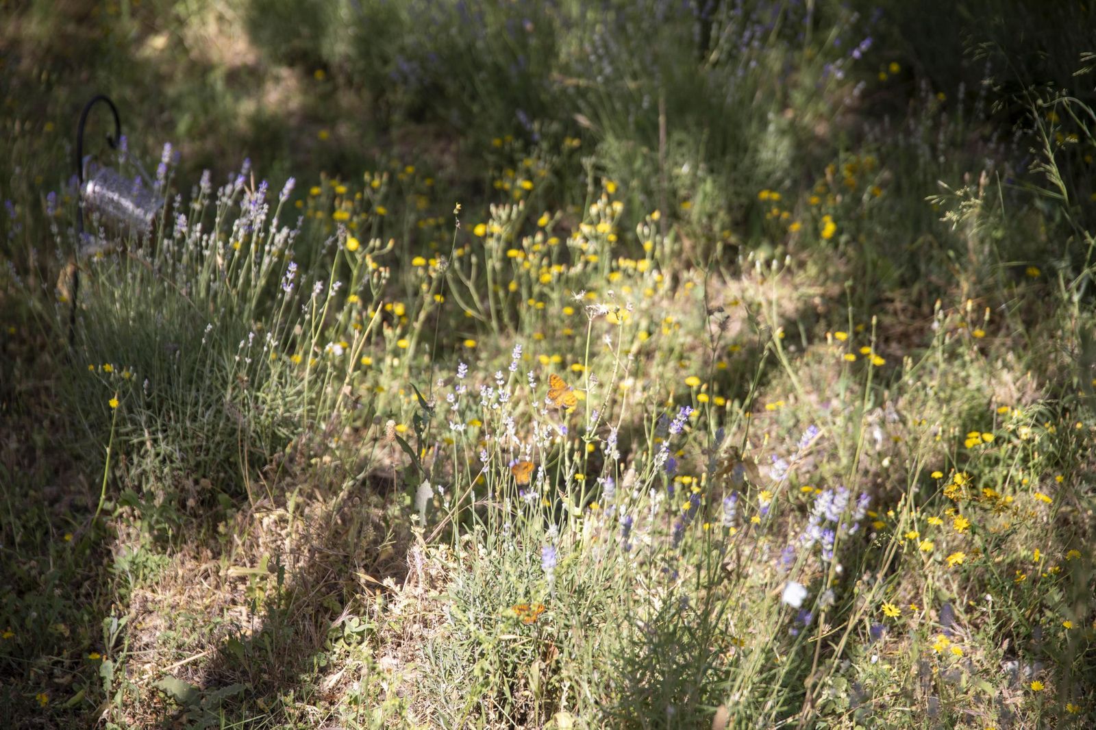 El jardin de lavandas en Benecid
