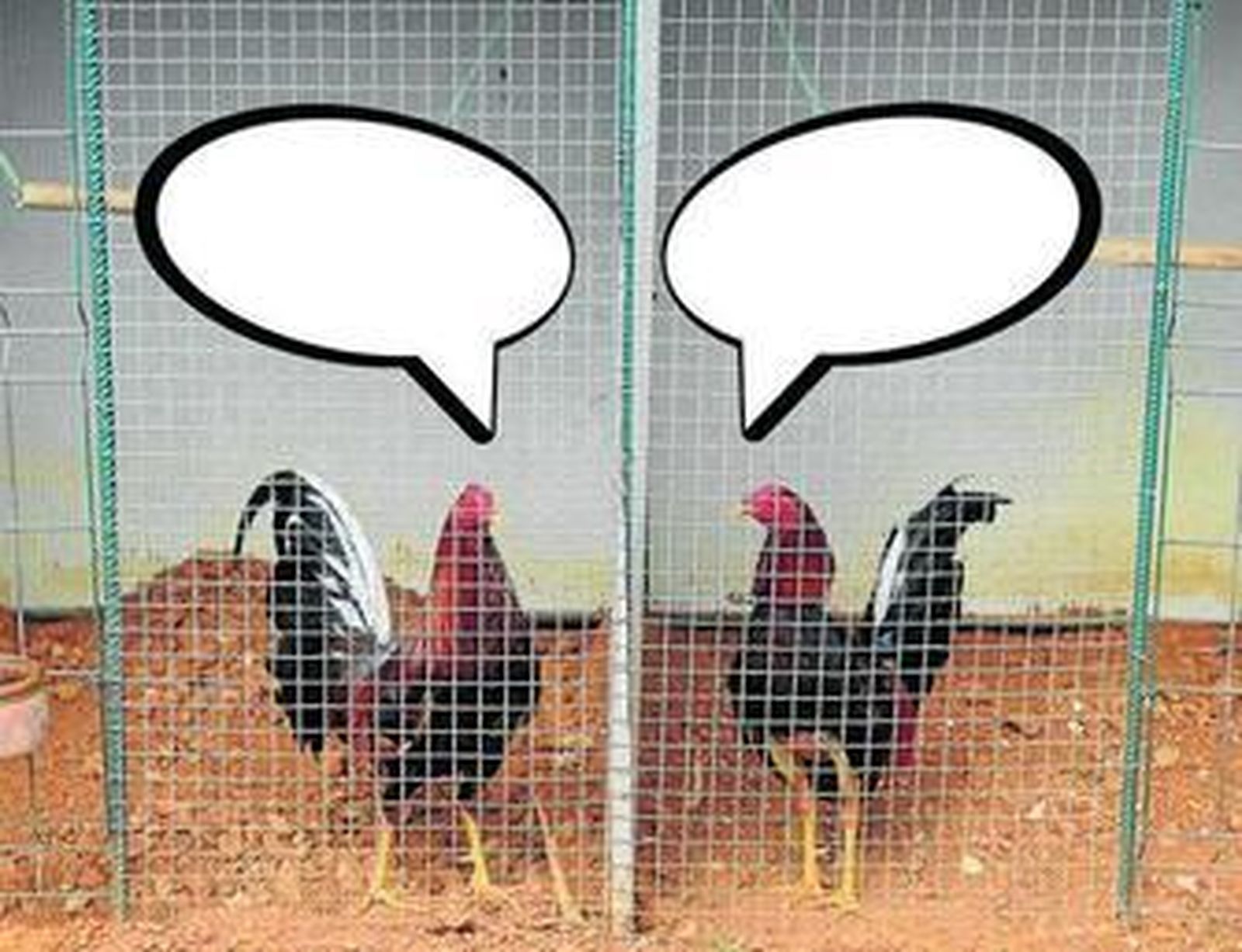 ¿De que están hablando los gallos de la fotografía?