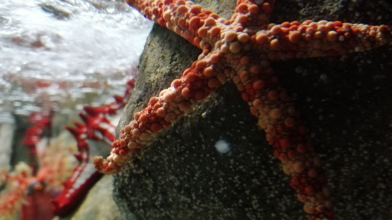 Estrella de mar en el Acuario de Sevilla.