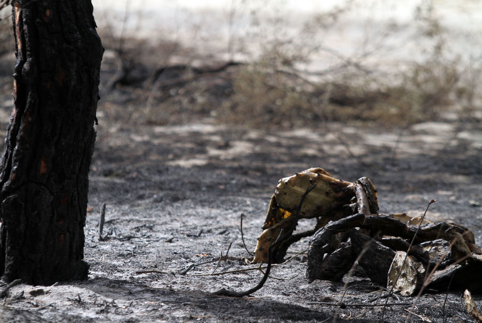 Imágenes de las consecuencias del incendio de Moguer