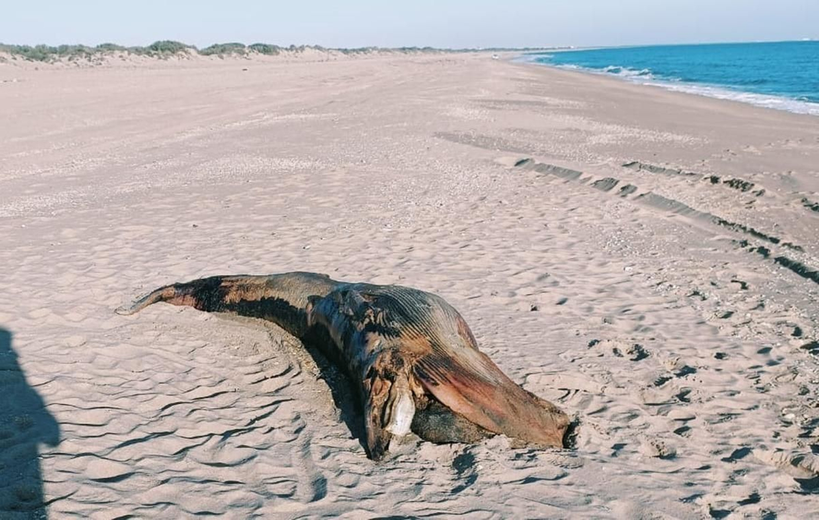 El animal encontrado en La Antilla.