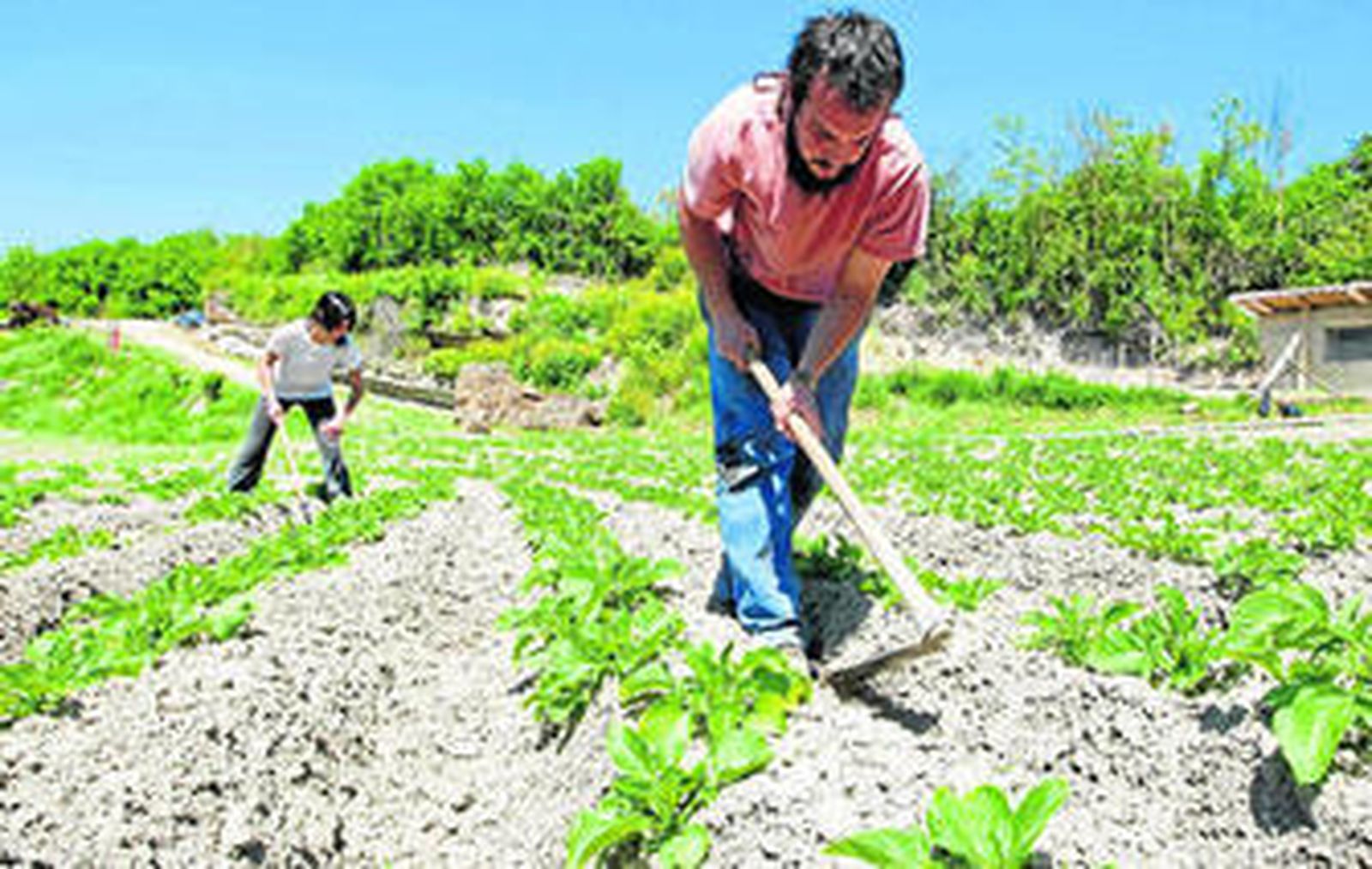 La superficie de cultivo agrícola en Andalucía crece año tras año.