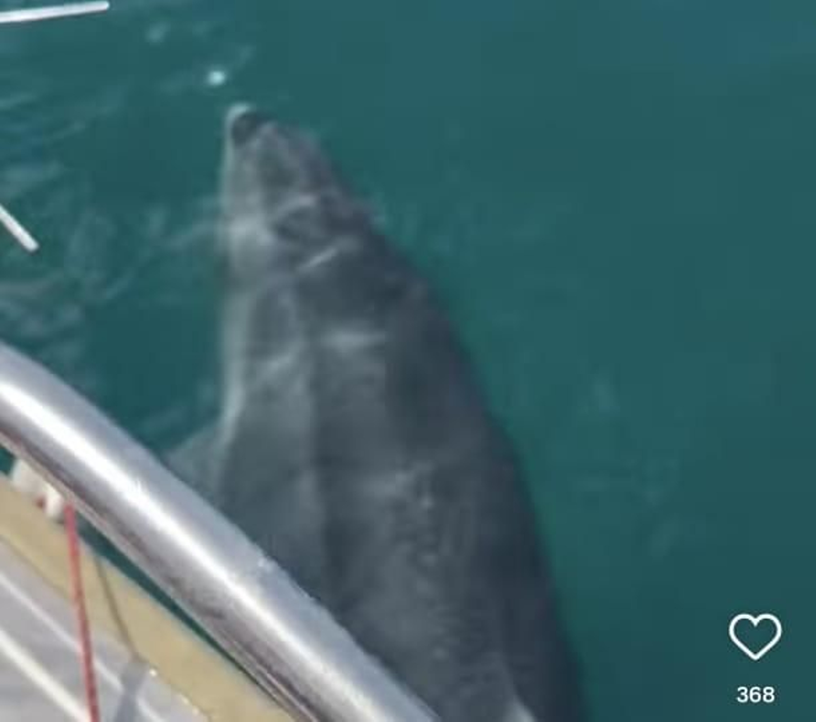 Un delfín nadando bajo una embarcación en la costa de Isla Cristina. Un delfín nadando bajo una embarcación en la costa de Isla Cristina.