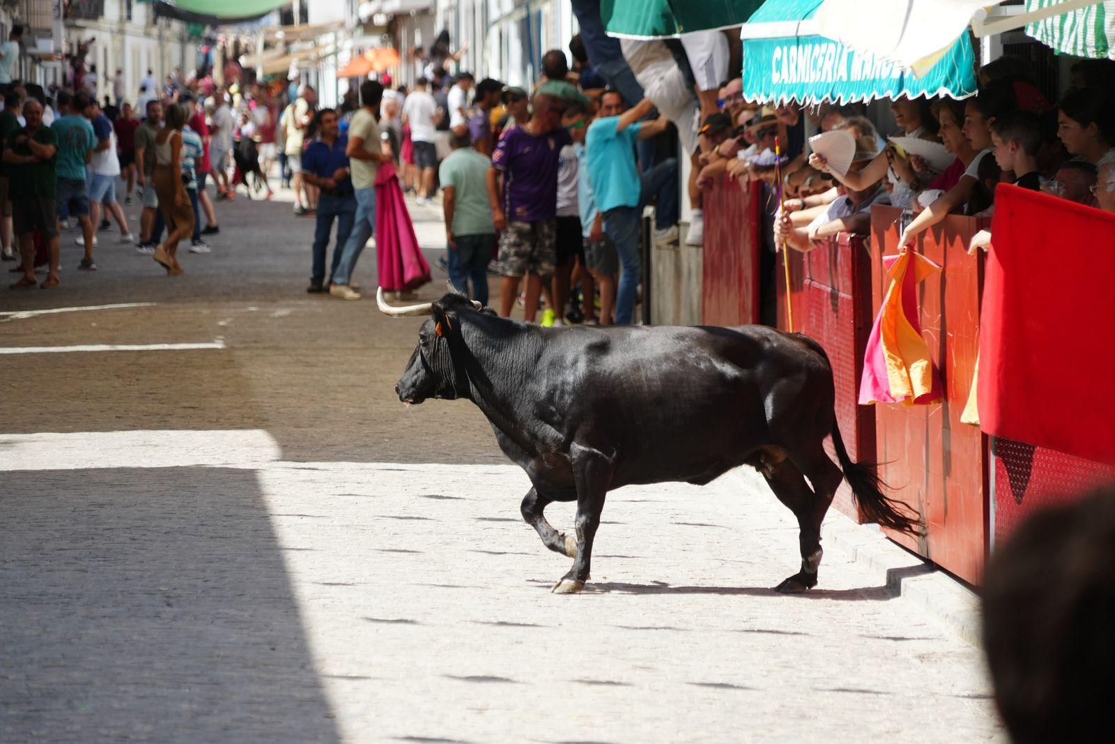 Las mejores imágenel del encierro de vaquillas de El Viso