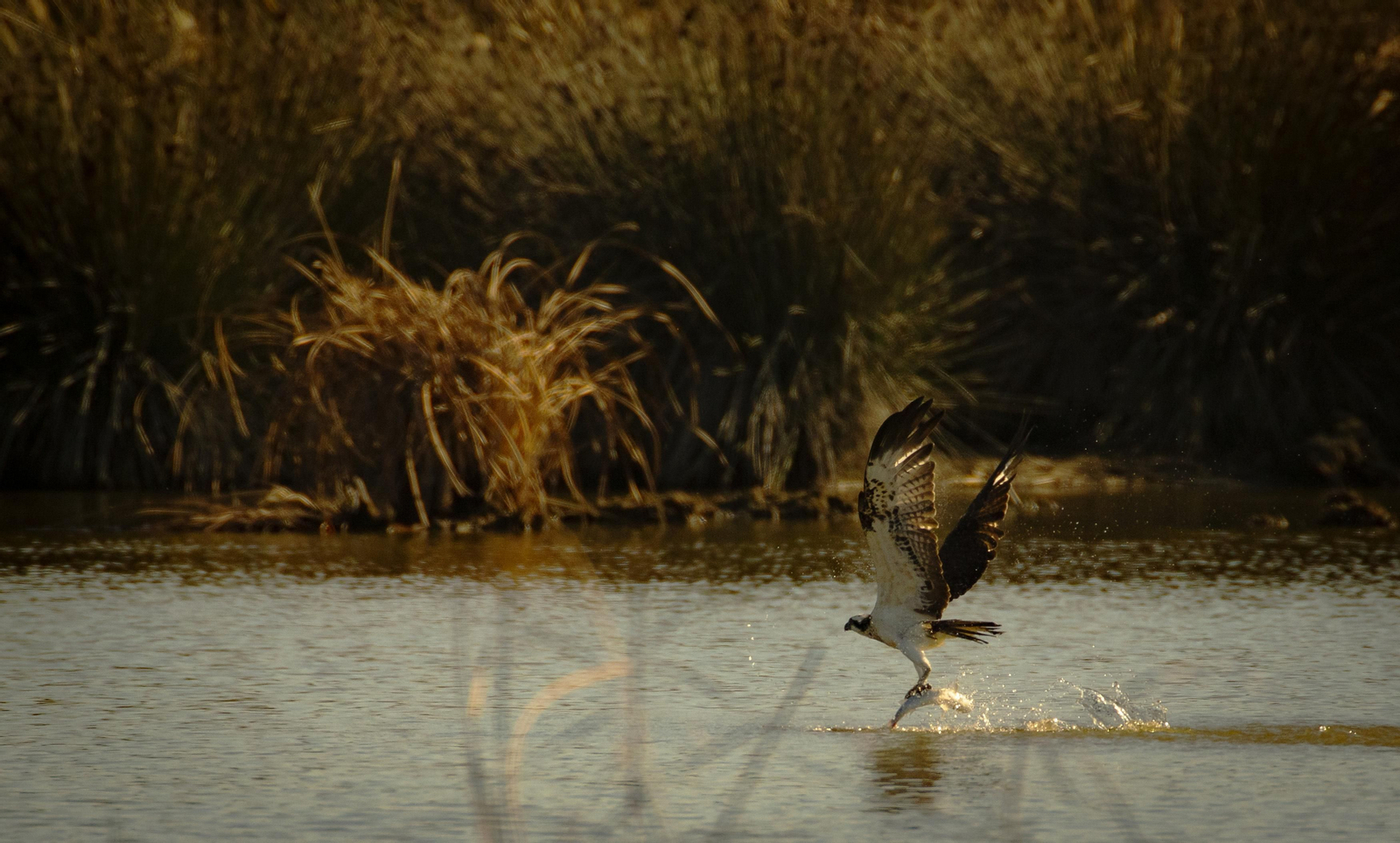 Doñana, imágenes de un mosaico de ecosistemas único