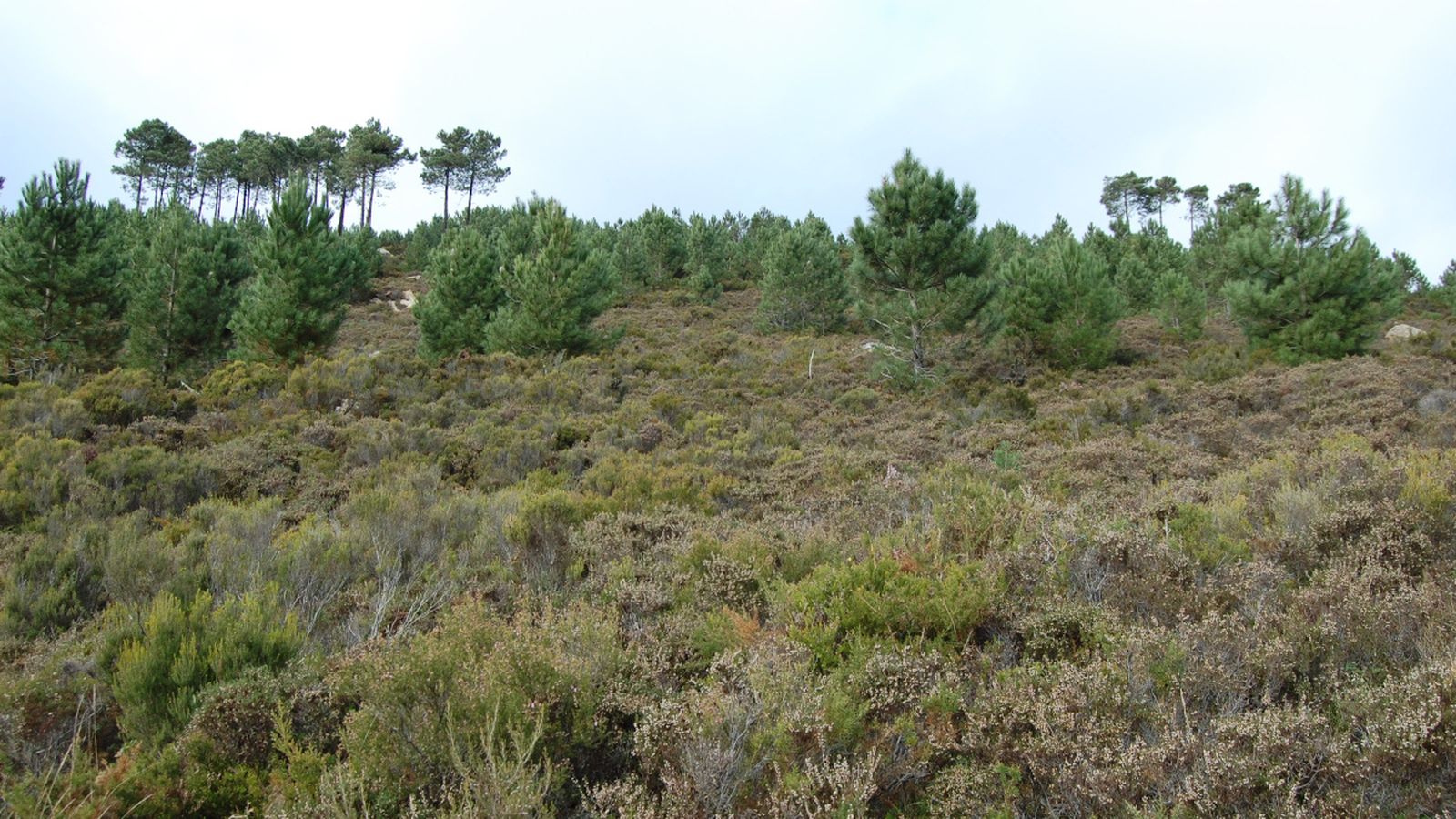 Ecosistema de herriza con pinos dispersos al fondo