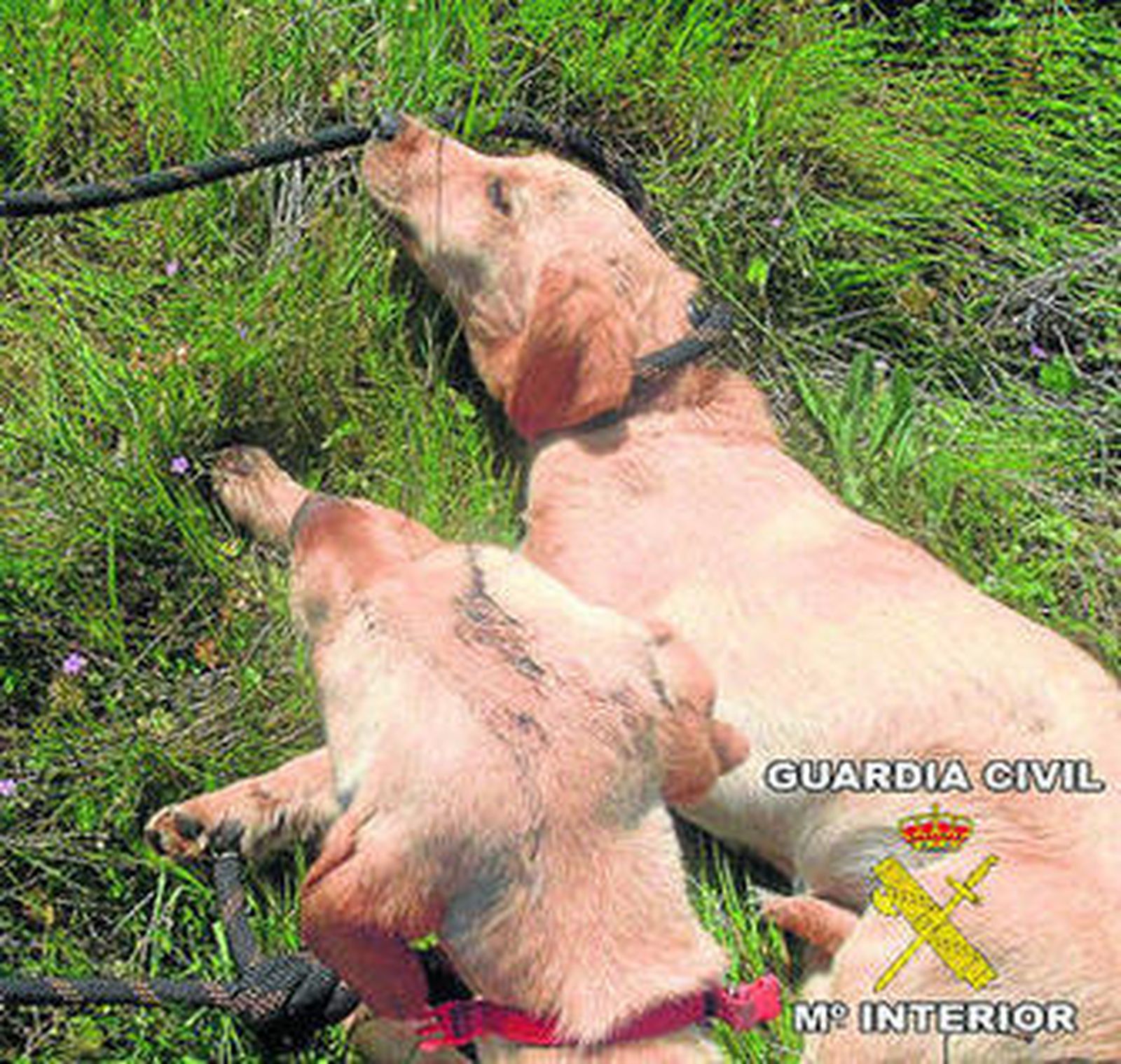 Los animales fueron hallados con vida en una fosa séptica.