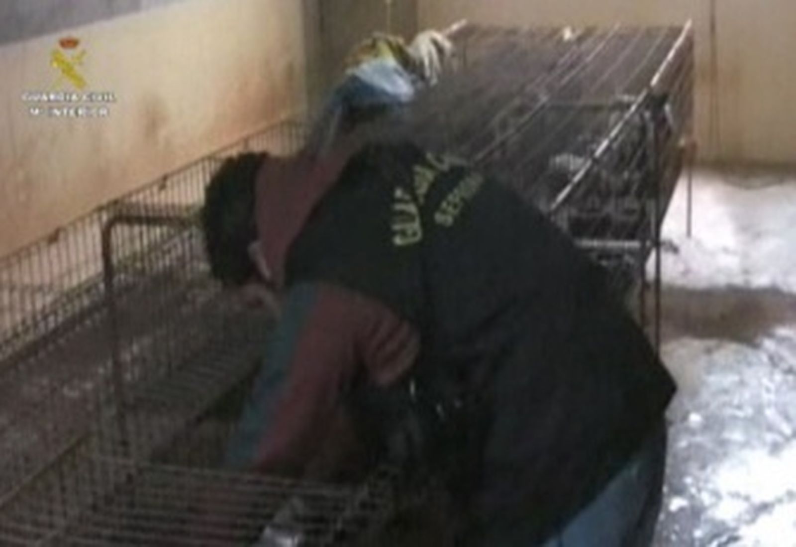 Dos detenidos por tráfico de animales en operación con 162 perros incautados