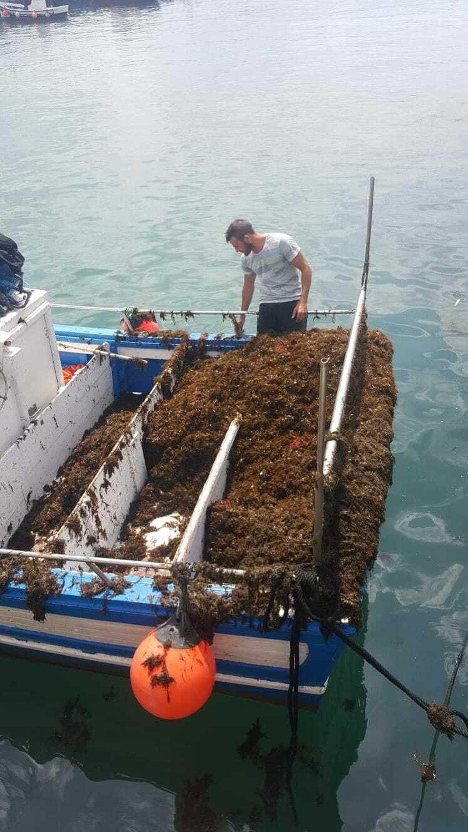El alga asiática que daña a la pesca almeriense es ya especie invasora.