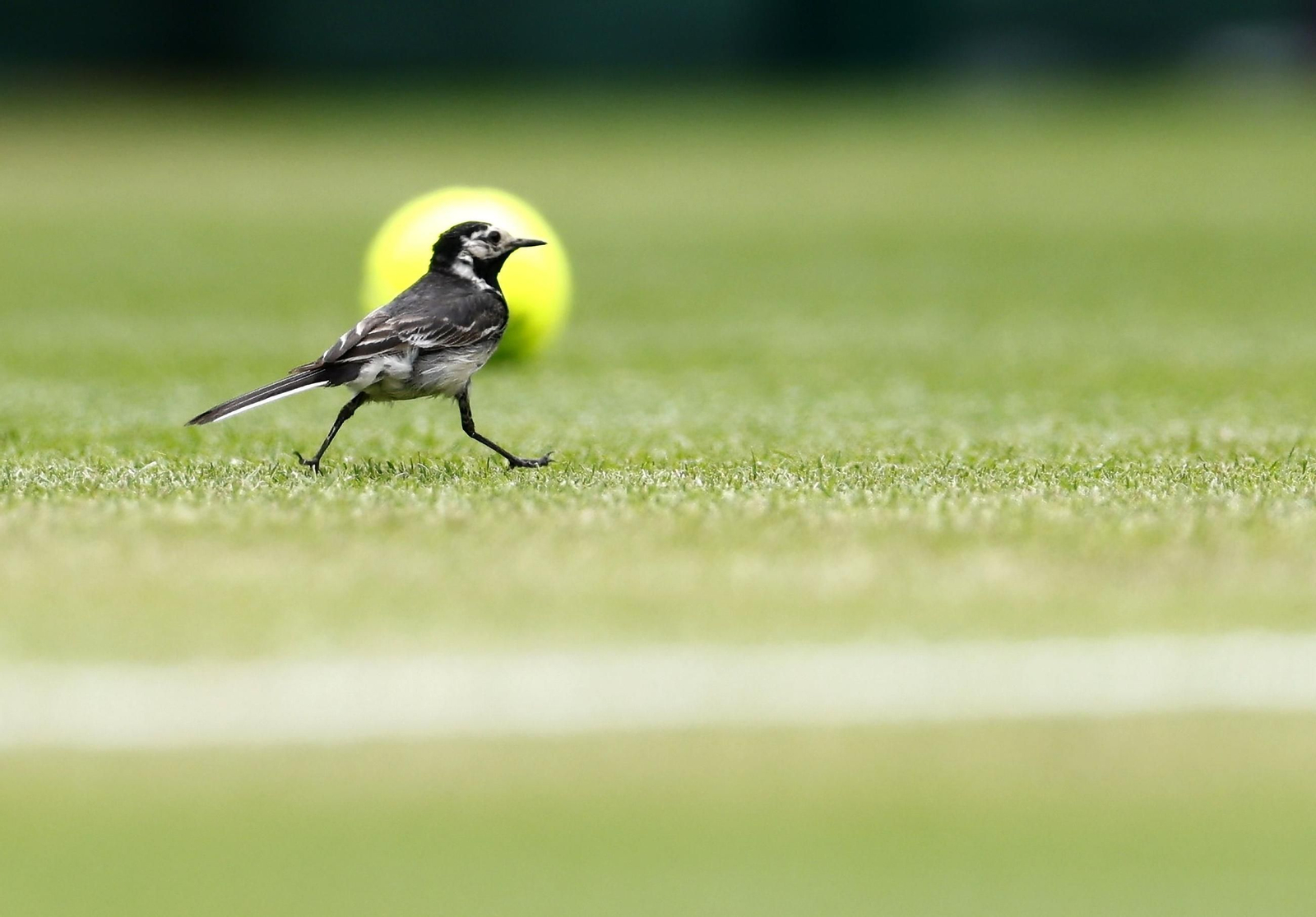 Las fotos del triunfo de Alcaraz en octavos y el resto de la jornada de Wimbledon