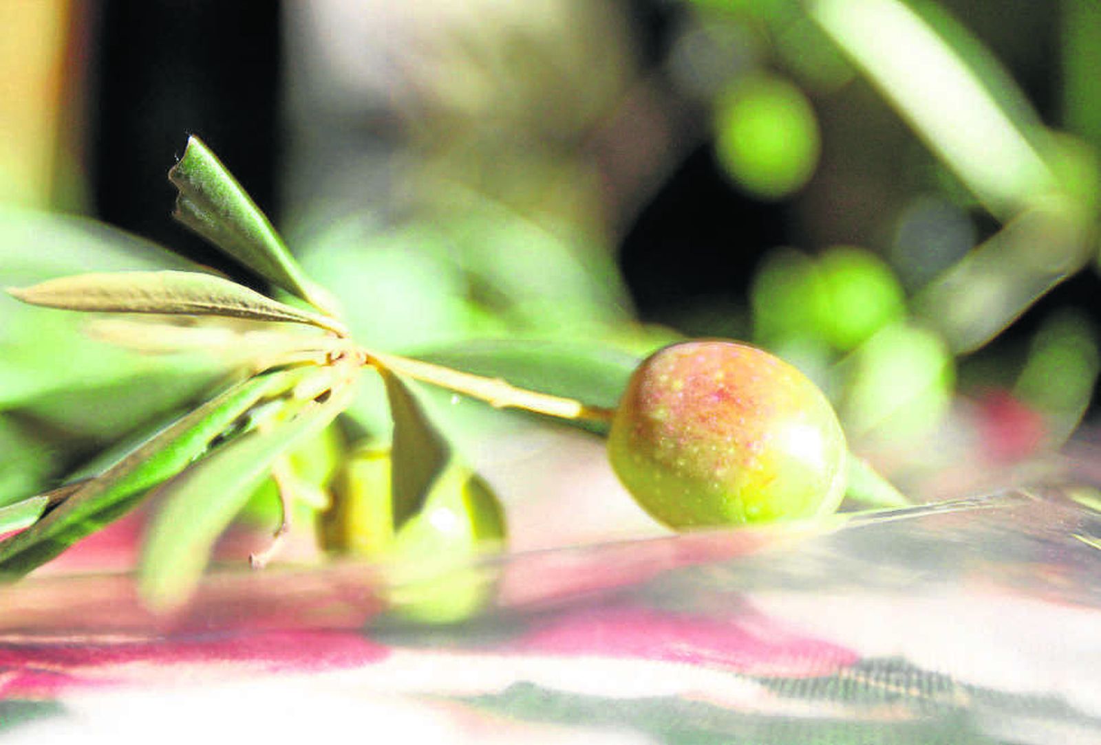 El aceite de oliva es el oro líquido de Cádiz.