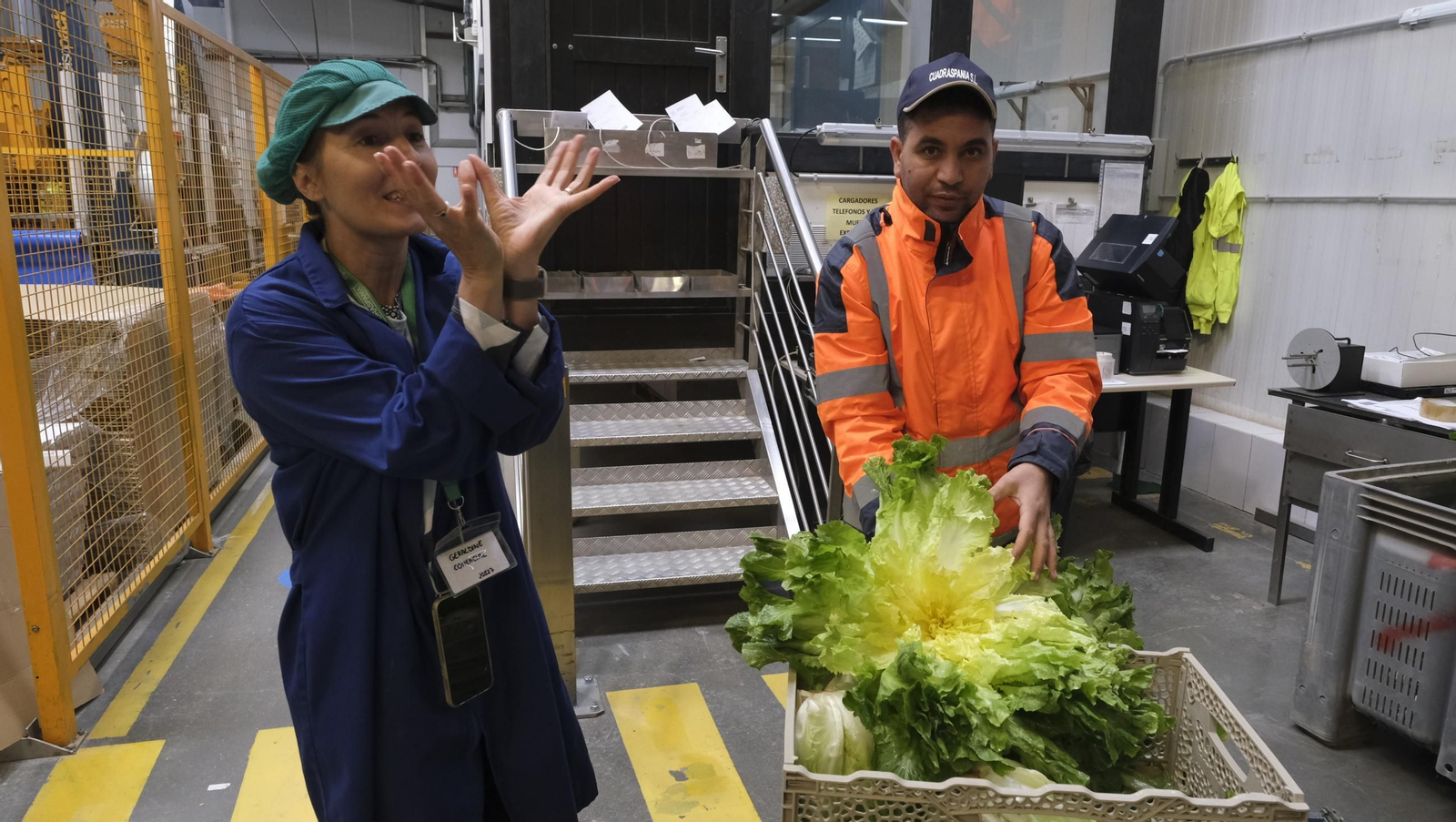 Desde Cuevas del Almanzora para el resto del mundo, las mejores escarolas con Cuadraspania, en imágenes